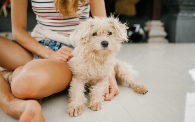 Pet Trust: How to Include Your Pet in Your Estate Plan